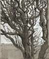 South downs tree, 2002 - Pencil, ink and colouring pencil. £300 plus VAT (exc. P&P)